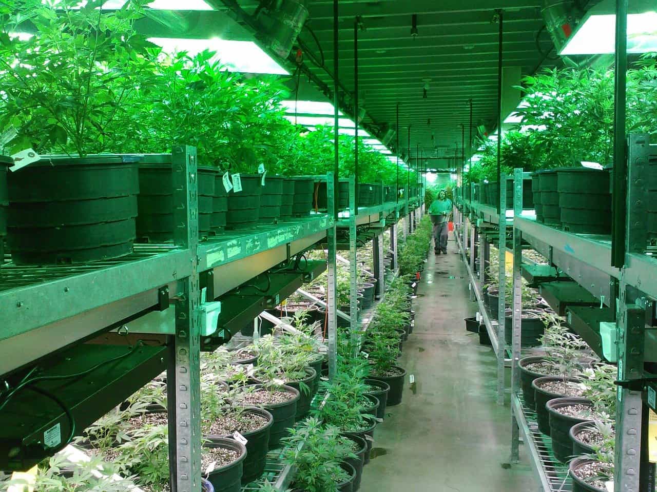 growing marijuana image