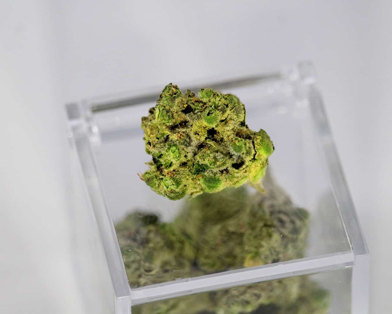 green kush image