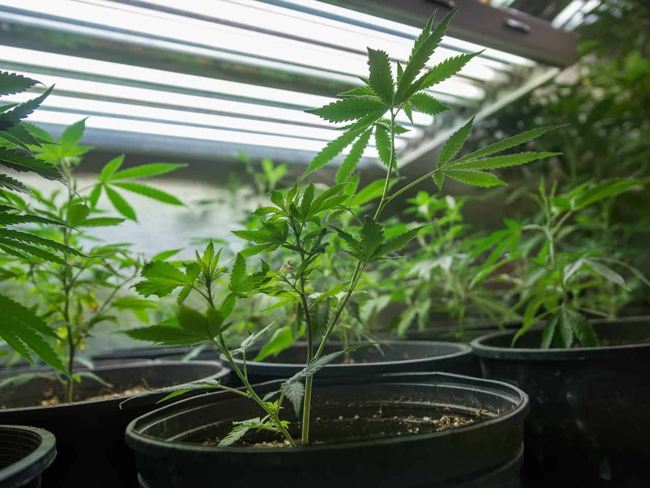 marijuana plants in black pots